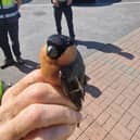   As part of the coordinated search, a male Bullfinch (Pyrrhula pyrrhula) was surrendered to the NPWS