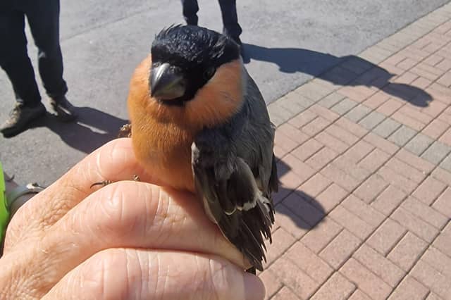 As part of the coordinated search, a male Bullfinch (Pyrrhula pyrrhula) was surrendered to the NPWS