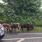 Cattle on the road outside Charleville this Sunday evening