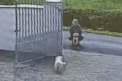 Doorbell camera footage captured a woman allegedly luring the dogs from their county Limerick home