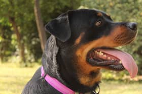 Vision Ireland found that 99% of respondents were impacted by temporary obstacles such as dog waste