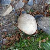 A nearly fully intact cranium was discovered among rubble at Mount St. Oliver Cemetery in Crossagalla