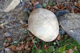 A nearly fully intact cranium was discovered among rubble at Mount St. Oliver Cemetery in Crossagalla