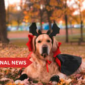 The Irish Blue Cross is also reminding owners of the potential toxicity of chocolate and sweets for pets