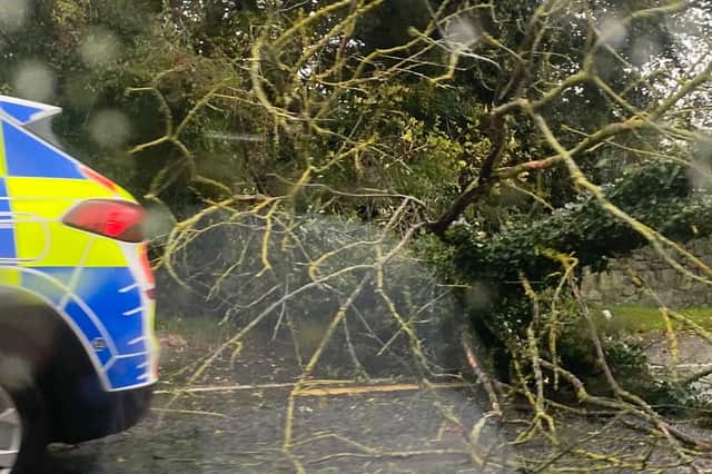 Fallen tree on the R445 between Herbert’s Bar and Daily’s Cross