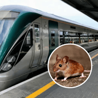 Complaints of 'mouse droppings' and ‘rat infestation’ on Limerick trains