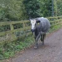 Pull the udder one as cattle take up field of study in Limerick university