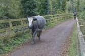 One bovine on his commute to college