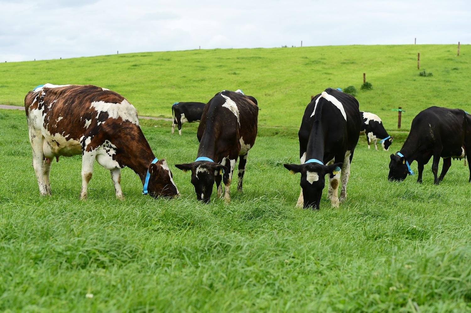 Farmers hit out at proposals to class farm land for ...