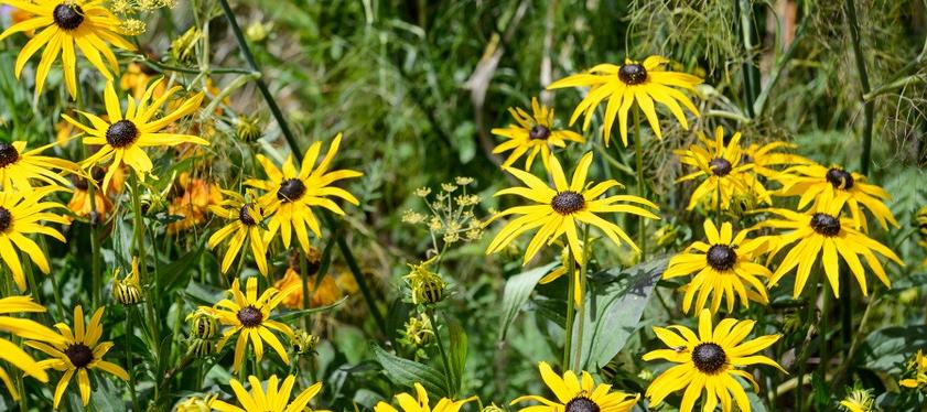 Green Fingers: Lifting and dividing herbaceous plants ...