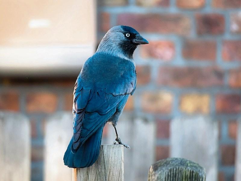 Wilde About Wildlife: 'Tap, tap, tap... what's that strange ...