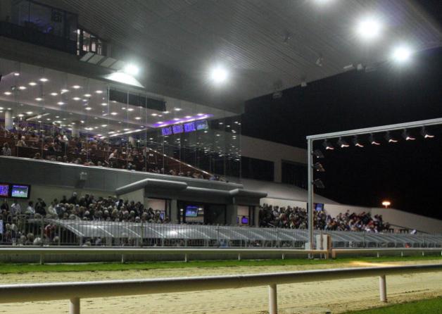 irish greyhound board members