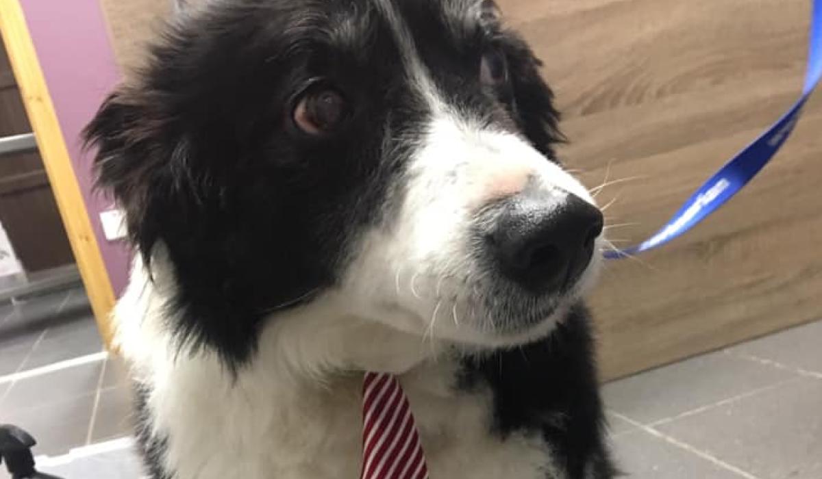 New mixed animal veterinary clinic and dog grooming service opens in