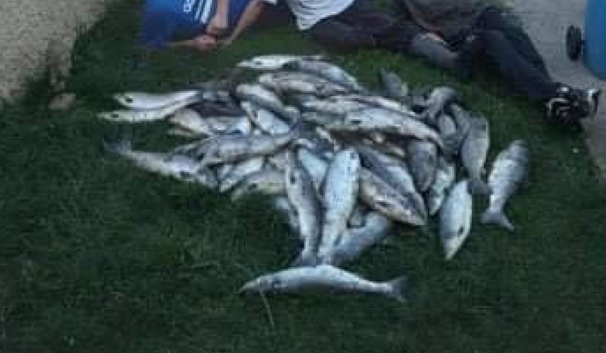 Shocking' photo of wild salmon piled up in Limerick garden ...