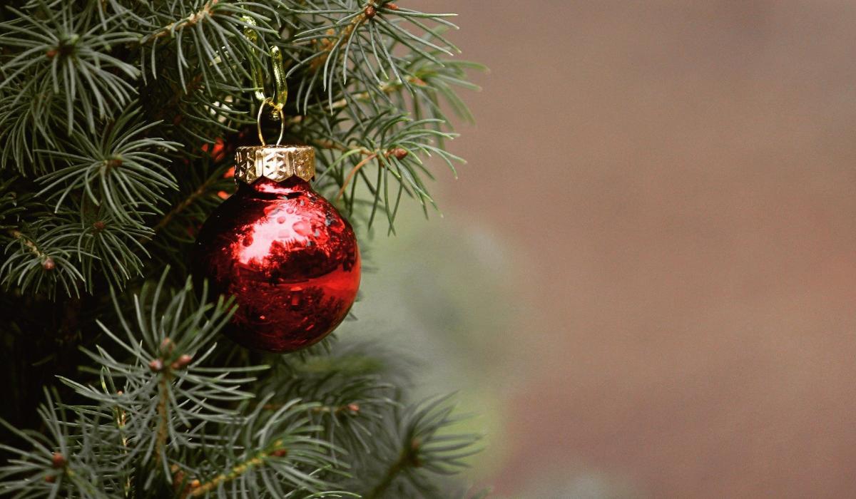 Limerick householders urged to recycle their Christmas Trees this new