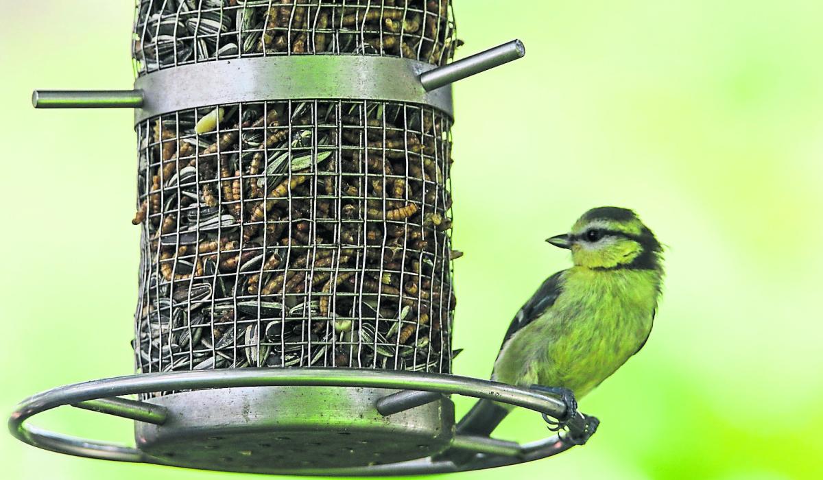 Green Fingers Don’t our feathered garden visitors Limerick Live