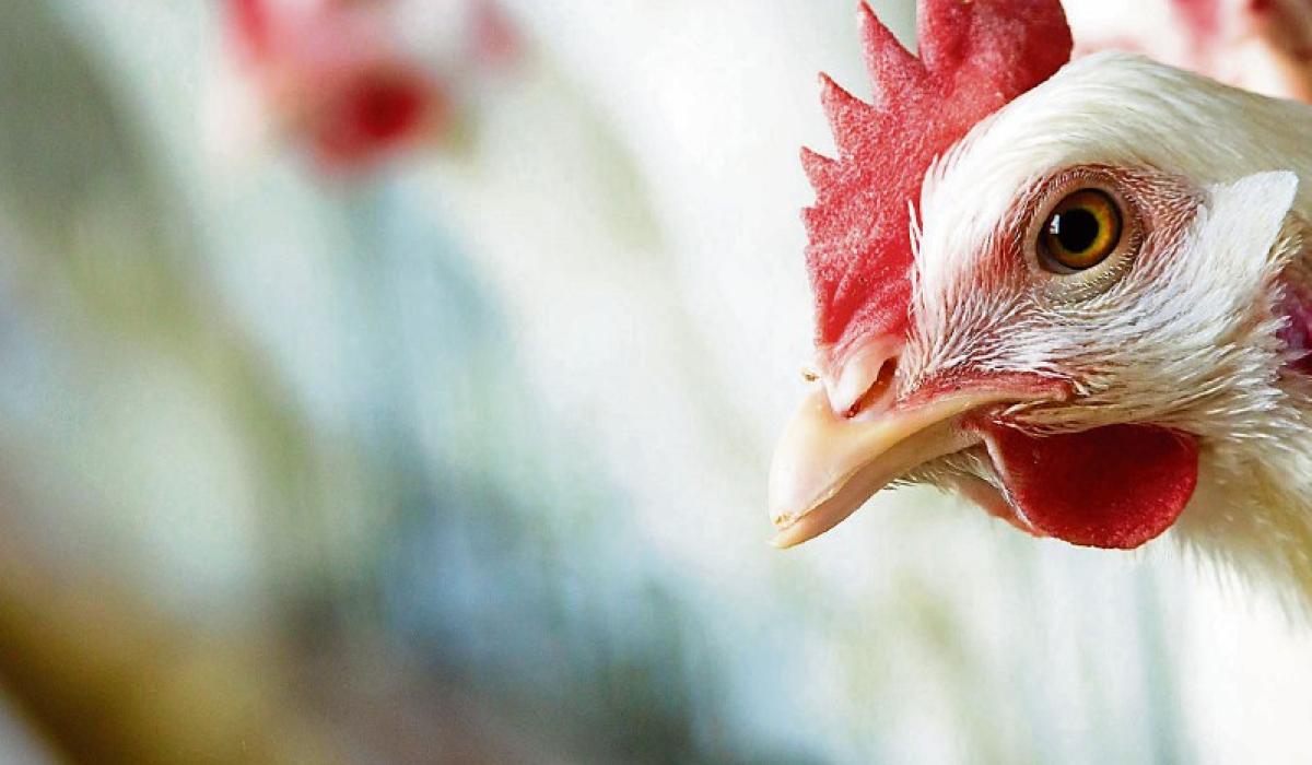 Easement on sale of defrosted poultry meat in UK does not affect