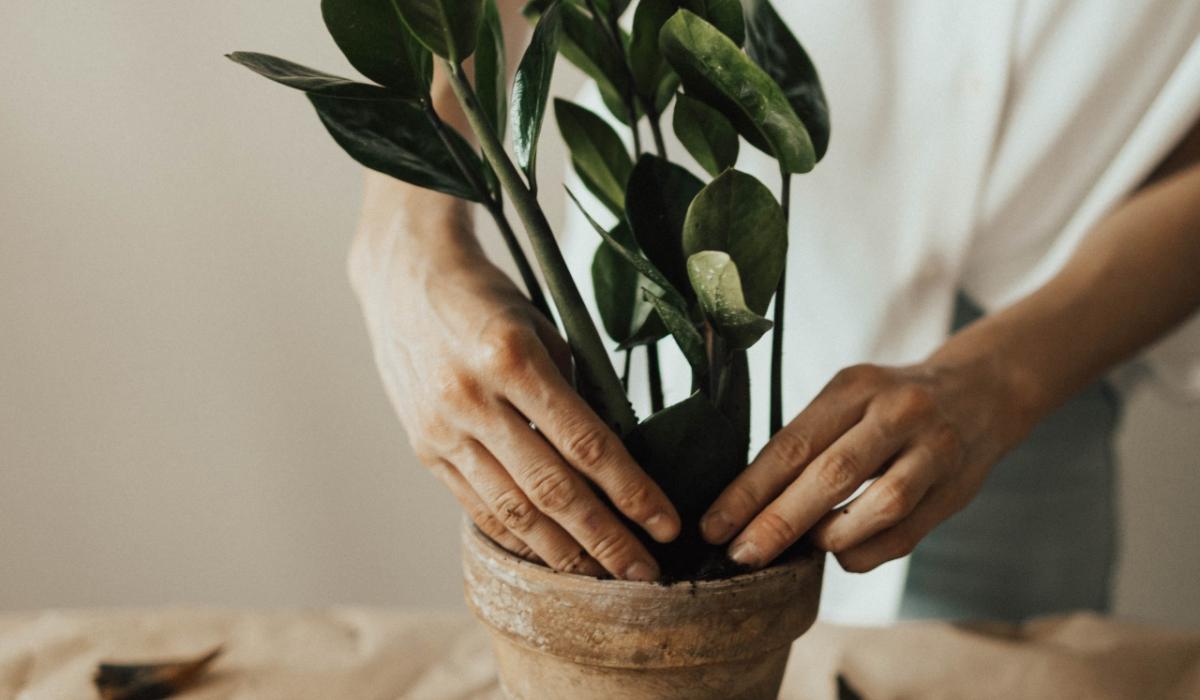 Green Fingers: What’s the best way to feed your plants? - Limerick Live