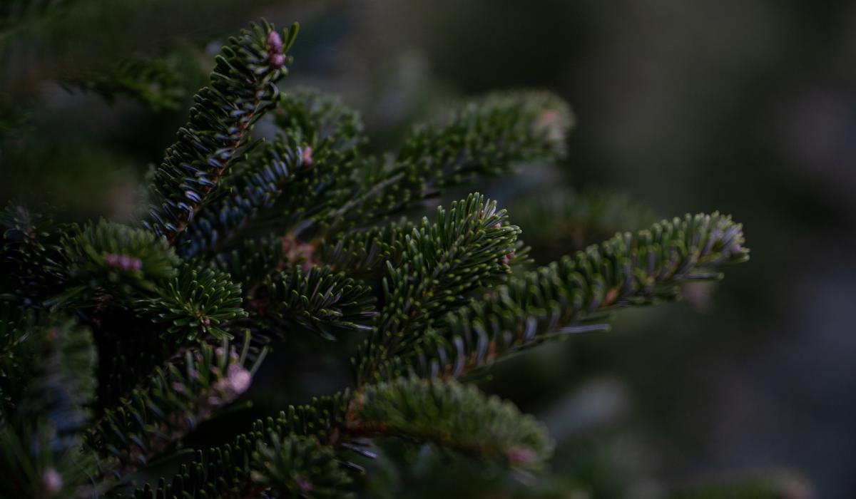 Limerick council to open collection points to recycle real Christmas