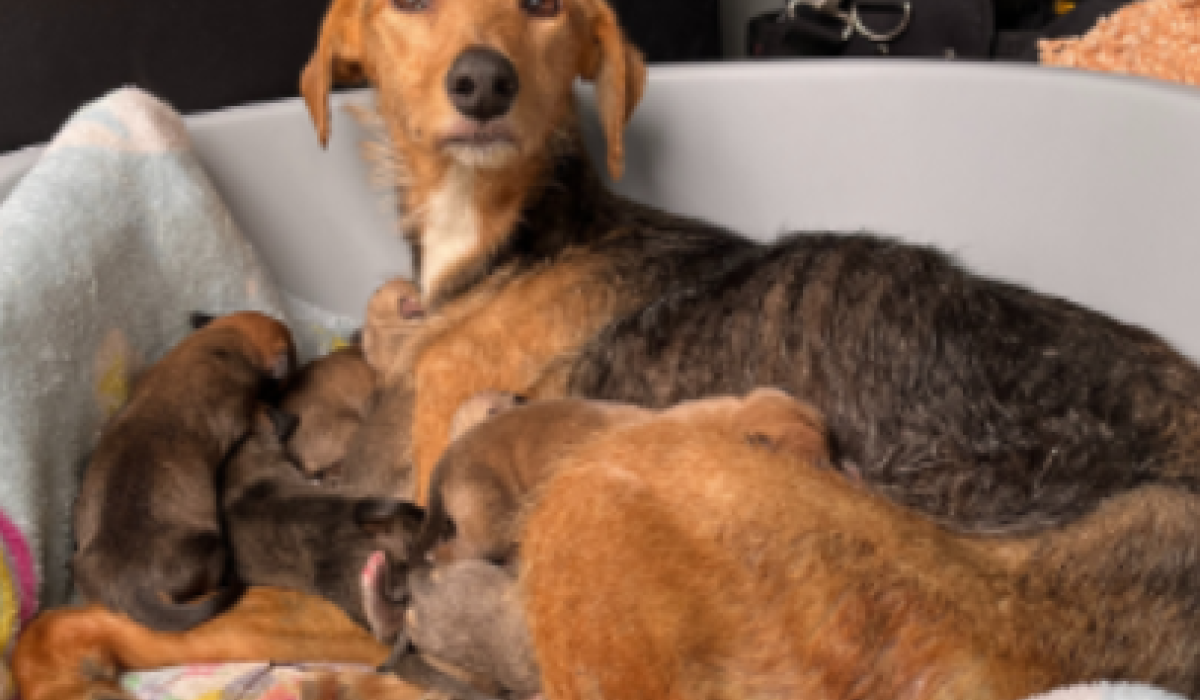 Irish animal charity appeals for foster homes after 'huge rise' in dog surrender requests