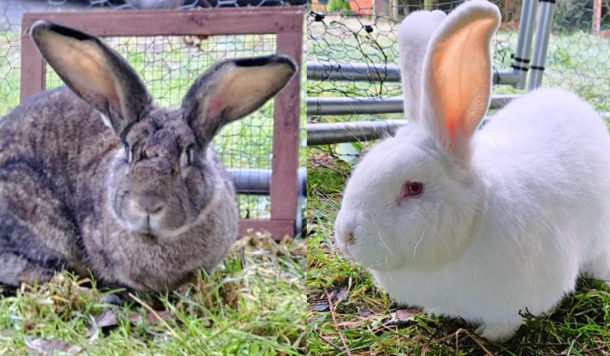 Irish animal rescue seeks loving forever homes for two giant rabbits