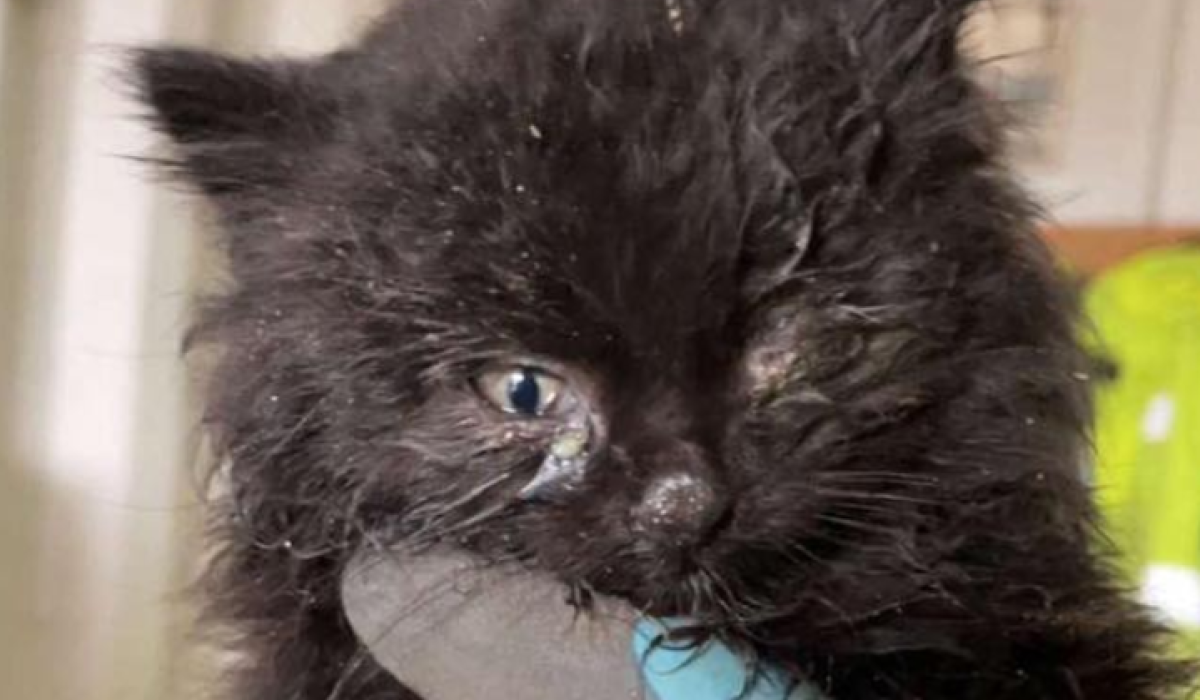 'For pity's sake neuter your cats' Severely malnourished kitten