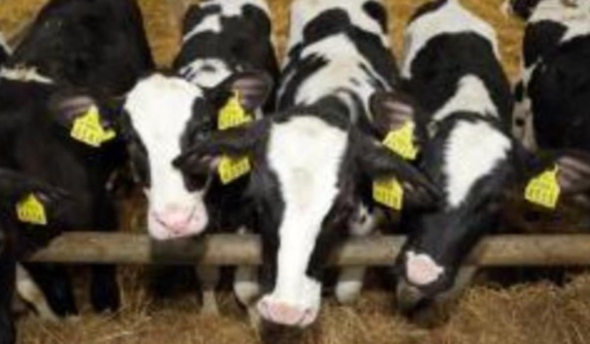 Dairy Beef Welfare payments of €400,000 to be paid to Limerick farmers