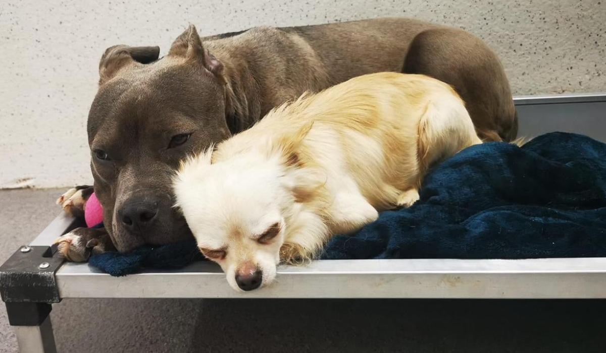 Two dogs left abandoned in Limerick apartment after occupant moves out