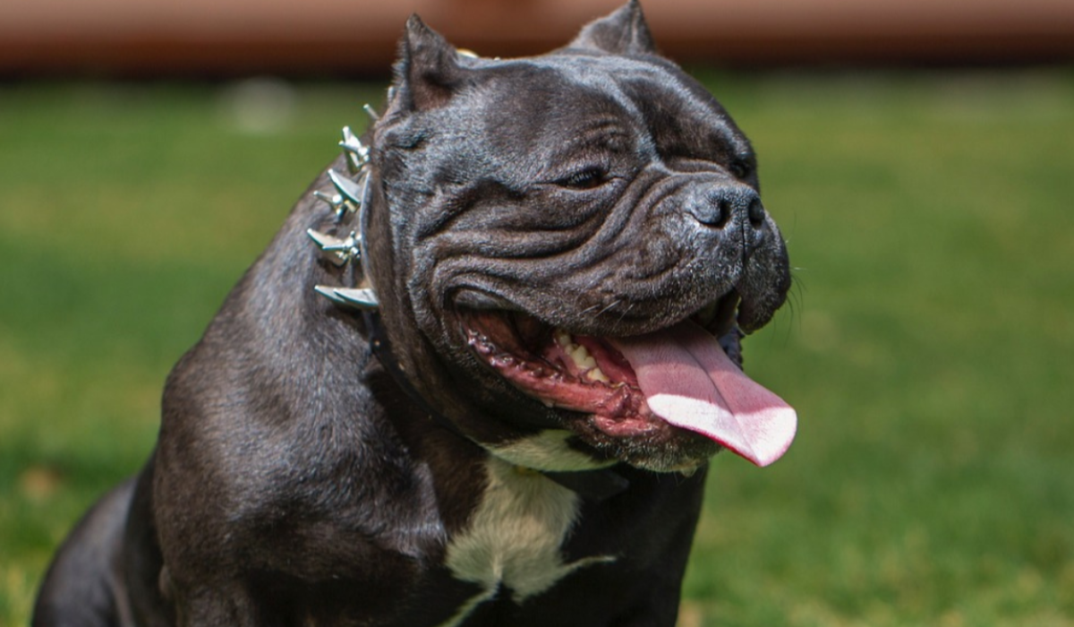 Surrender fees at Limerick Dog Shelter waived for restricted breeds