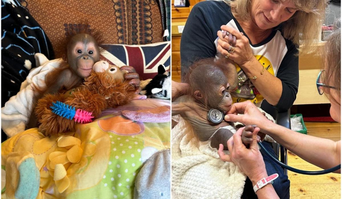 'Adorable' baby orangutan from Dublin Zoo moved to international monkey
