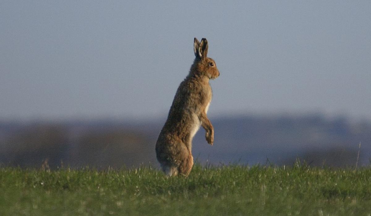 Biodiversity scheme opens in 2026 to support landowners in creating wildlife habitats