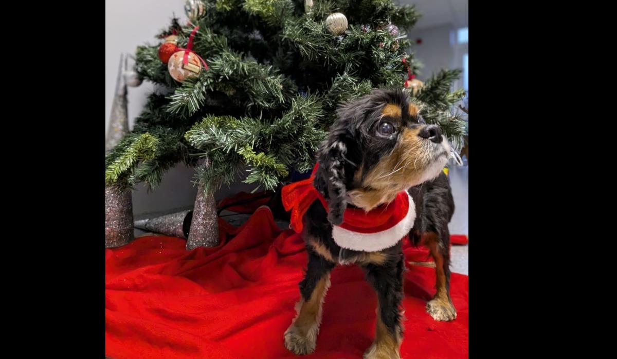 Volunteers giving their time to care for animals in Limerick this Christmas and New Years