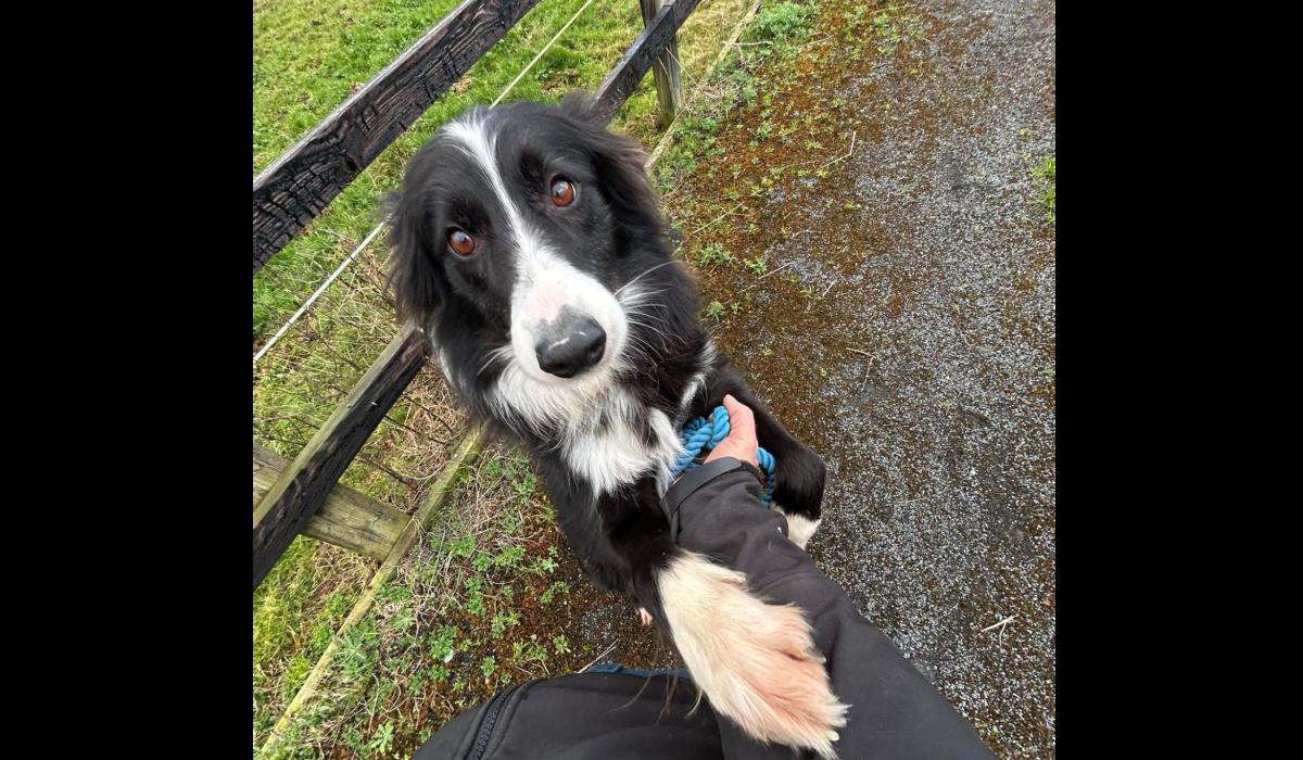 PICTURES: Pets given a second chance by Limerick Animal Welfare look for loving new homes