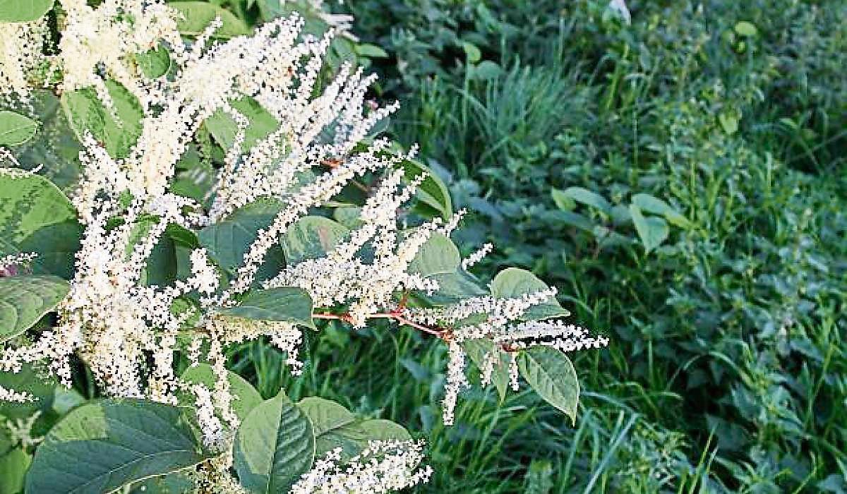 Japanese knotweed discovery sees costs balloon on Limerick Active Travel project