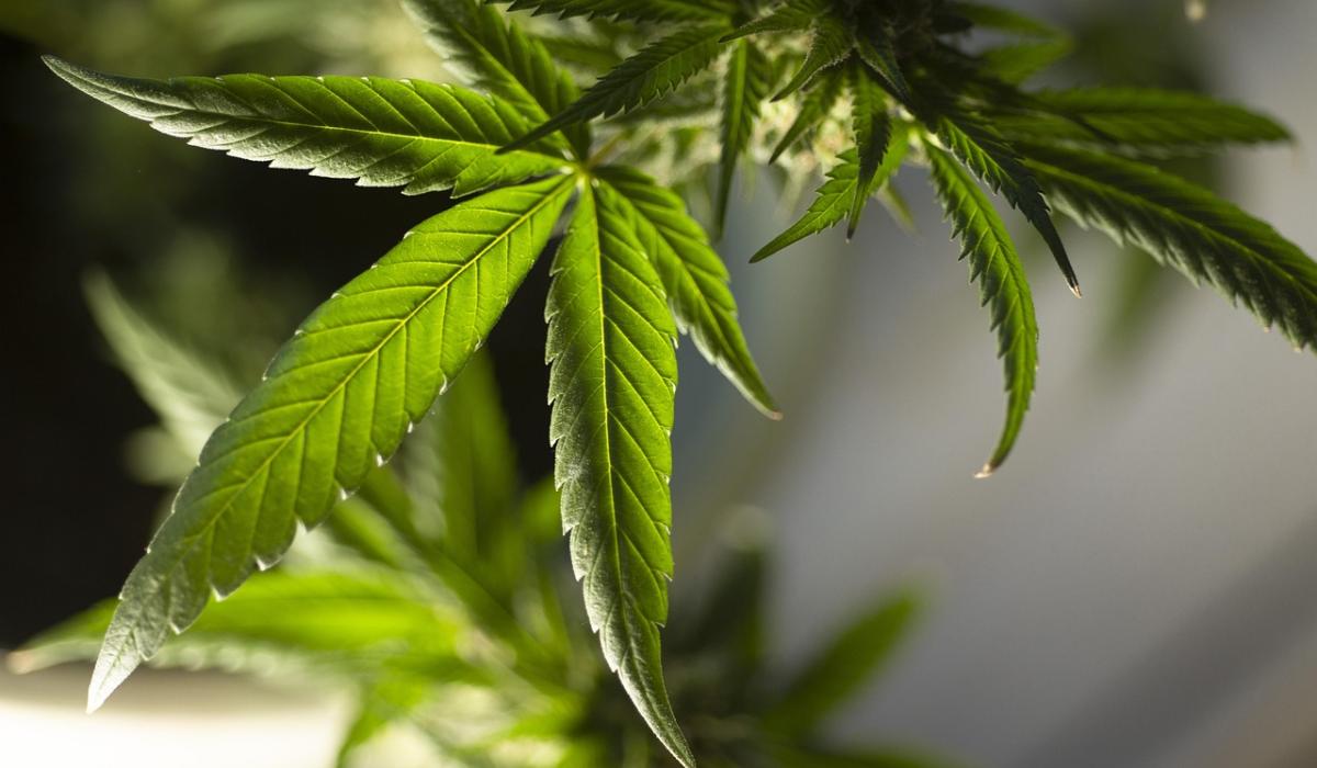 Limerick man suffering from PTSD fined for growing cannabis plants in attic of his home