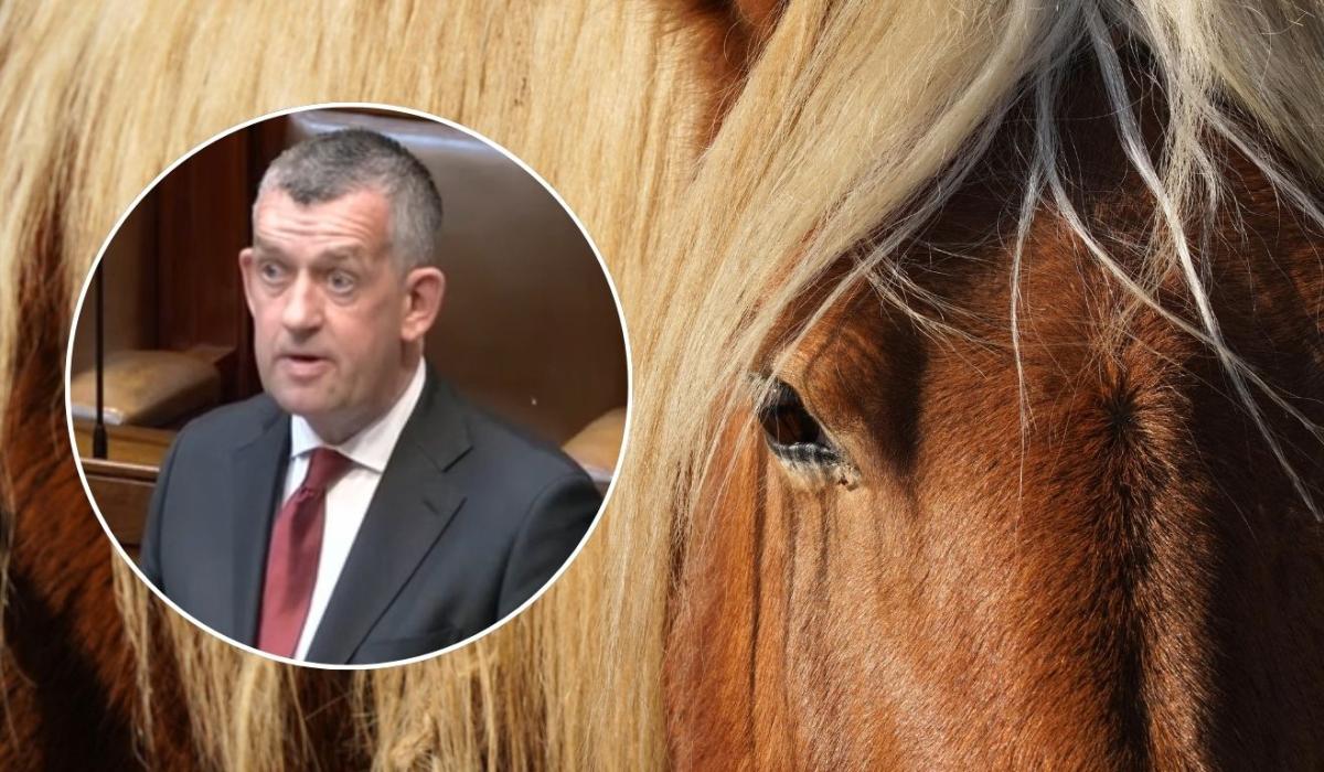 Outrage after abandoned horse 'left to die' in Limerick estate, Dáil hears