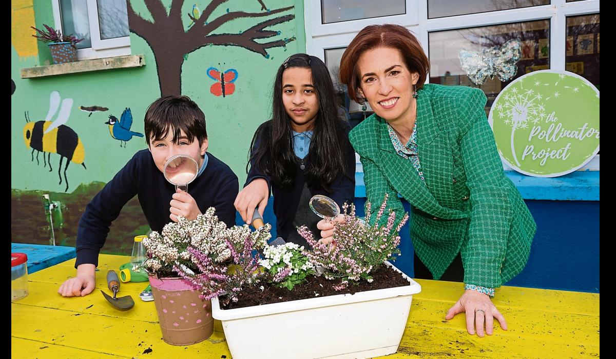 Applications open for Limerick schools to enter project to raise awareness of pollinators