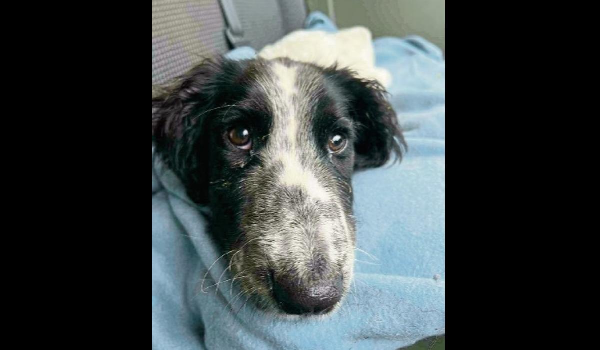 Can Puppy Get Parvo Twice