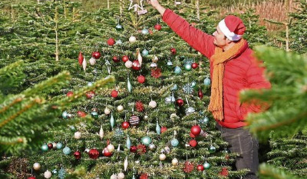 Green Fingers Picking the perfect Christmas tree Limerick Live