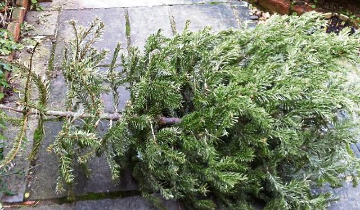 Limerick householders urged to recycle their Christmas trees Limerick