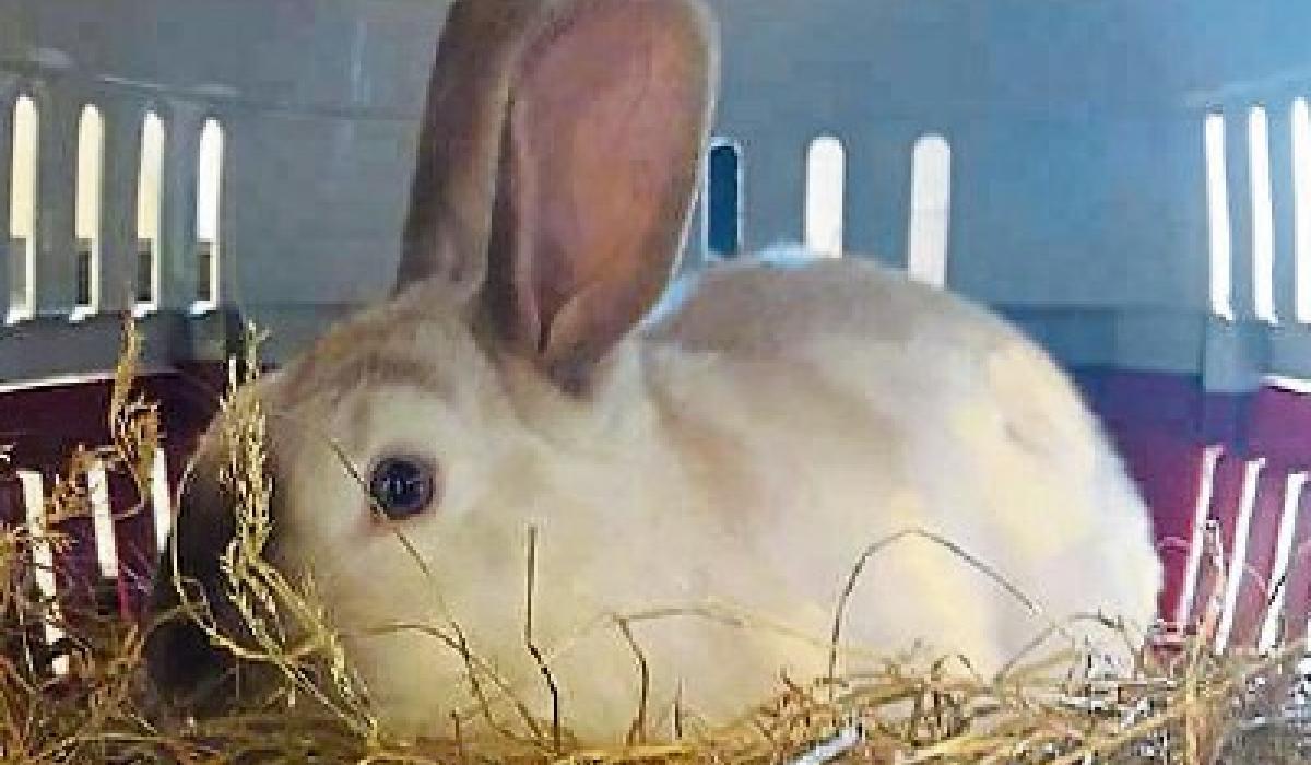Limerick Animal Welfare rescue rabbit after 'horrific torture