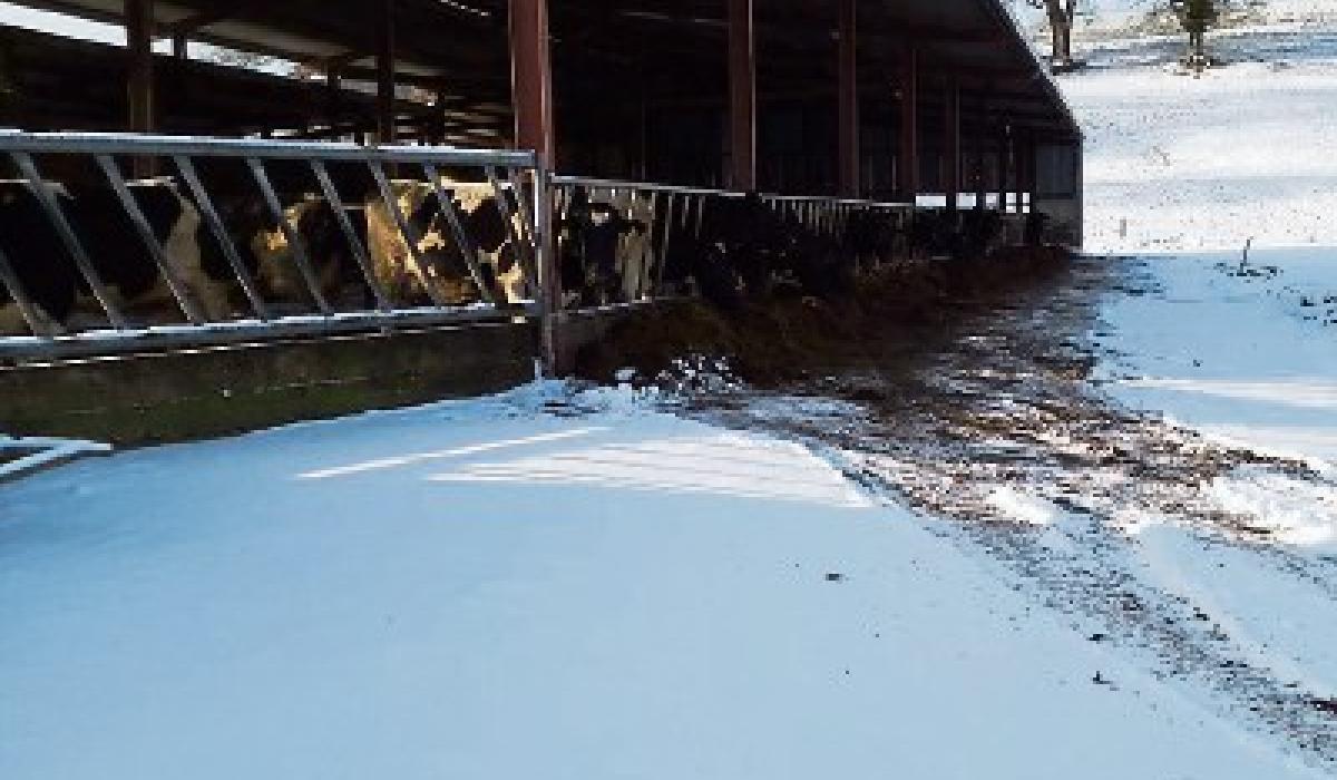 Limerick farmers stock up on heaters, not bread Limerick Live