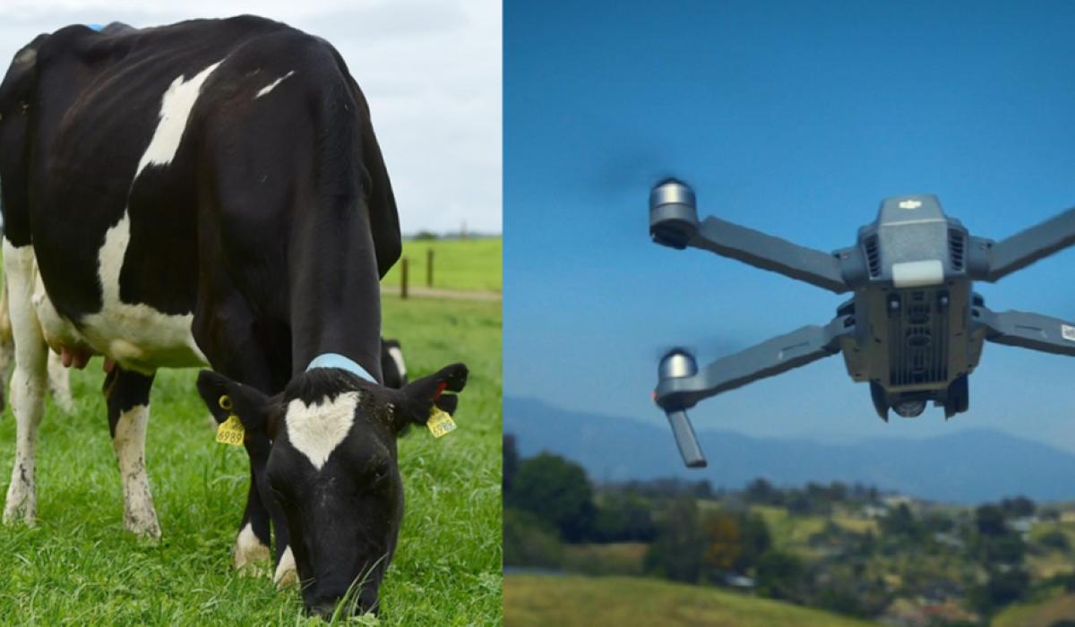 'Dairy drones' could soon be used by Limerick farmers Limerick Live