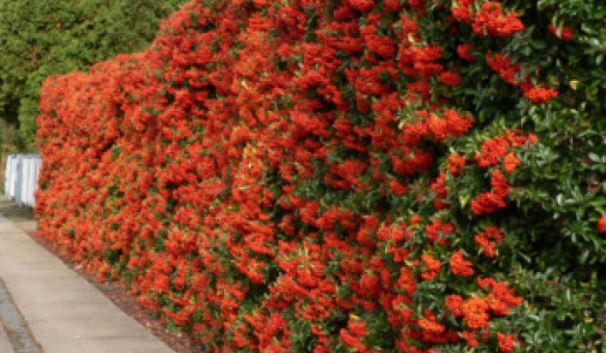 Gardening: 'Look after our winged-friends this winter' - Limerick ...