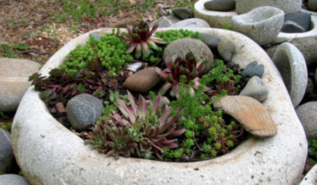 Gardening ‘The hardly little plant of winter time’ Limerick Live