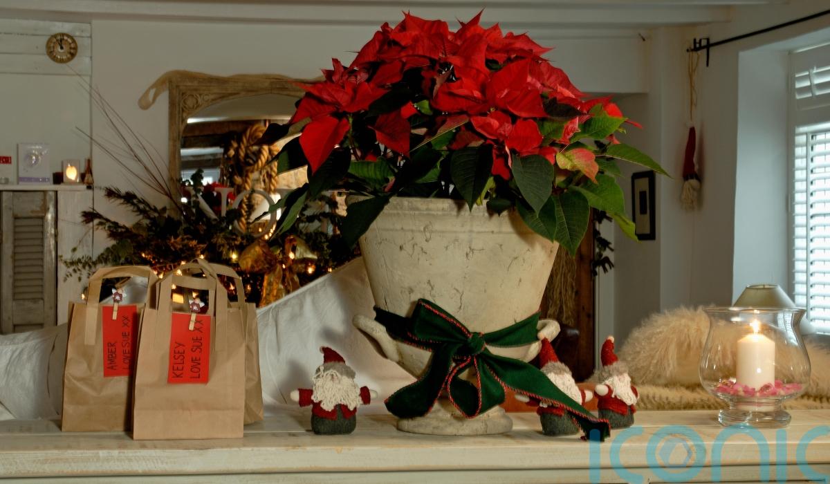 GUIDE How to keep your festive poinsettia plant alive after Christmas