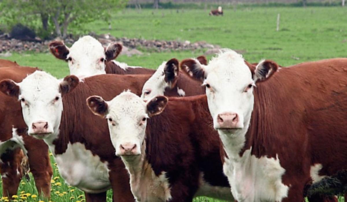 Beef price cuts ‘irresponsible and  reckless’ – say the IFA