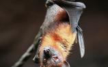 Going batty for warm weather - Albert Nolan