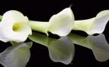 Deaths in Limerick: Thursday, September 19