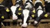 Dairy Beef Welfare payments of &euro;400,000 to be paid to Limerick farmers